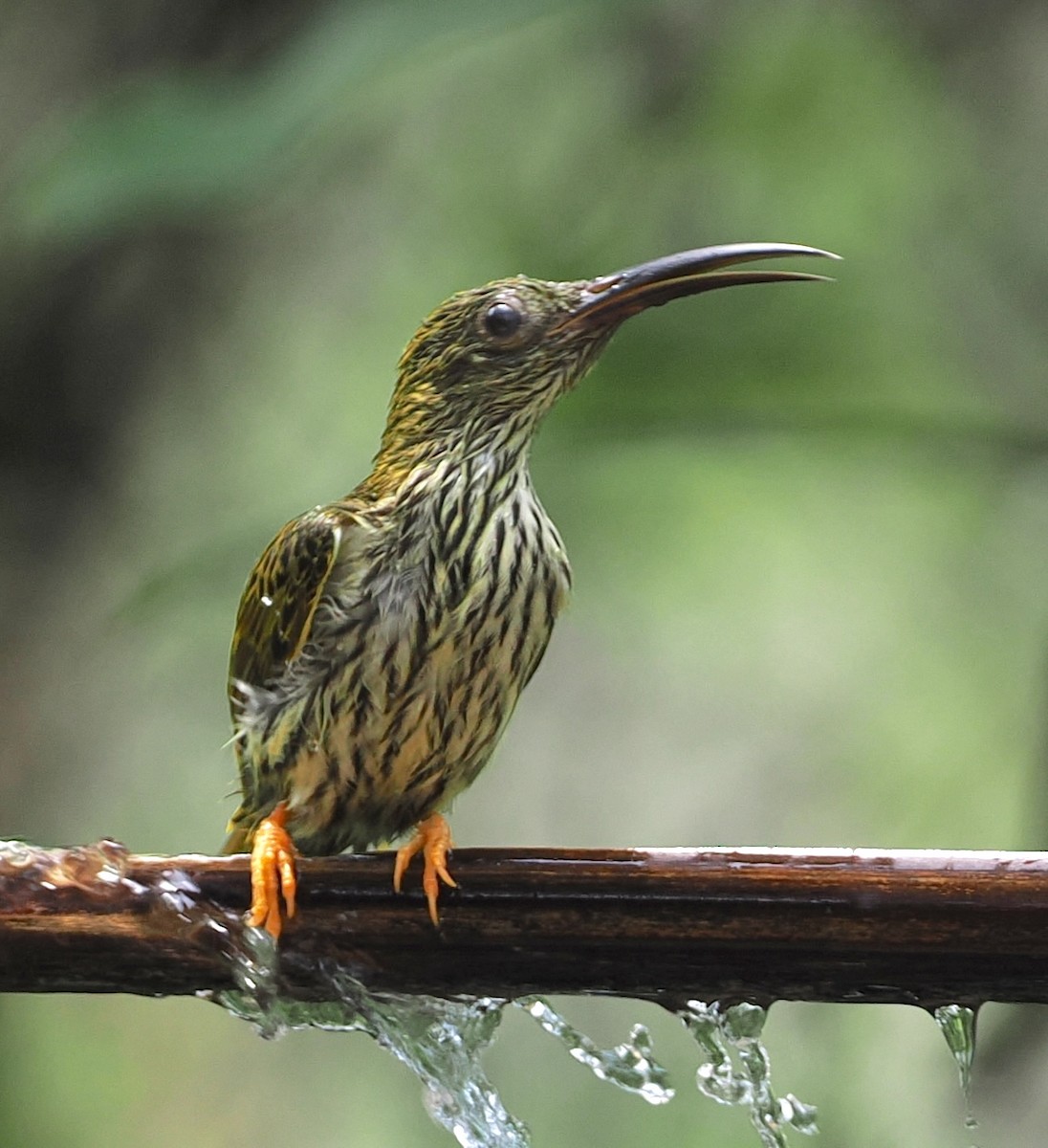 Streaked Spiderhunter - ML637843247