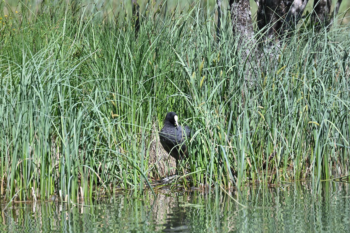 Eurasian Coot - ML637843287