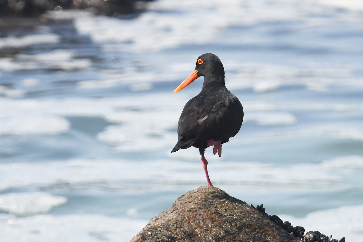 African Oystercatcher - ML637843356