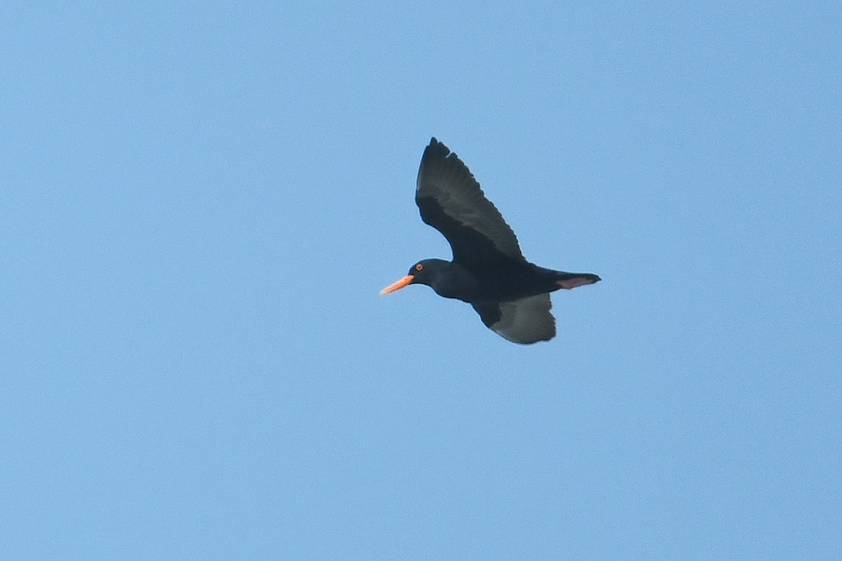 African Oystercatcher - ML637843361