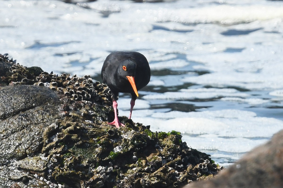 African Oystercatcher - ML637843365