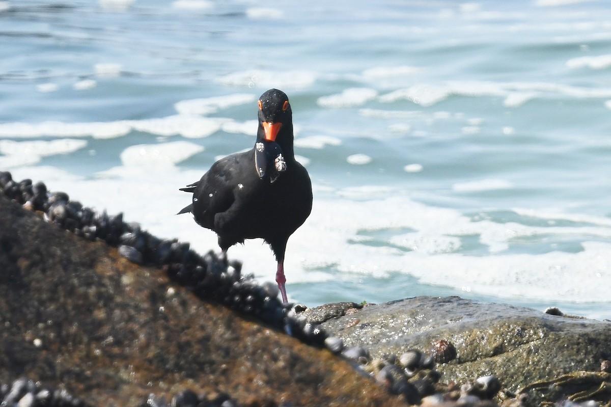 African Oystercatcher - ML637843381