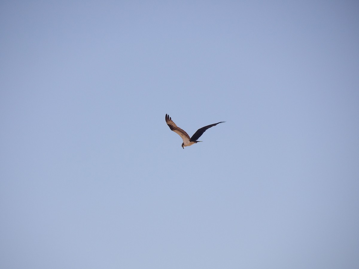 Balbuzard pêcheur - ML637843401