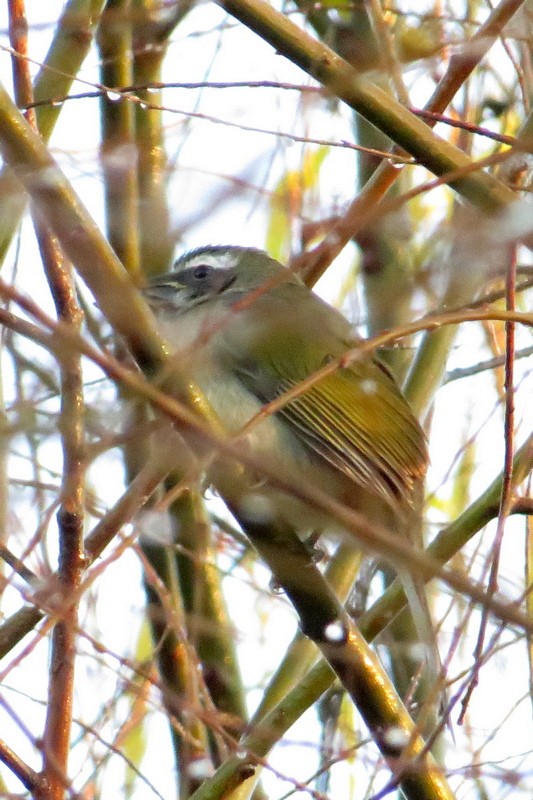 Green-winged Saltator - ML637843478