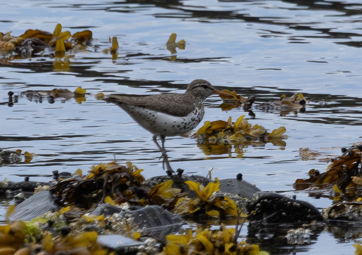 Spotted Sandpiper - ML637843597