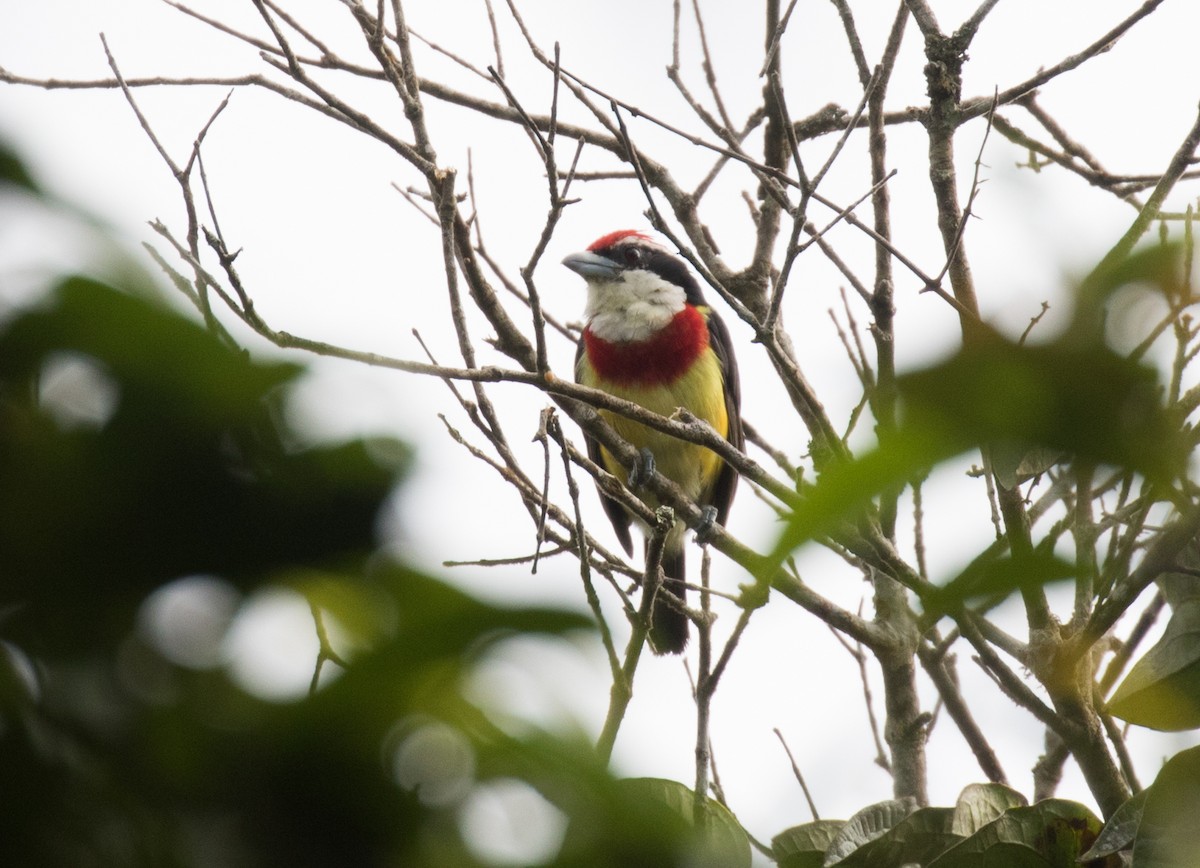 Scarlet-banded Barbet - ML637843599