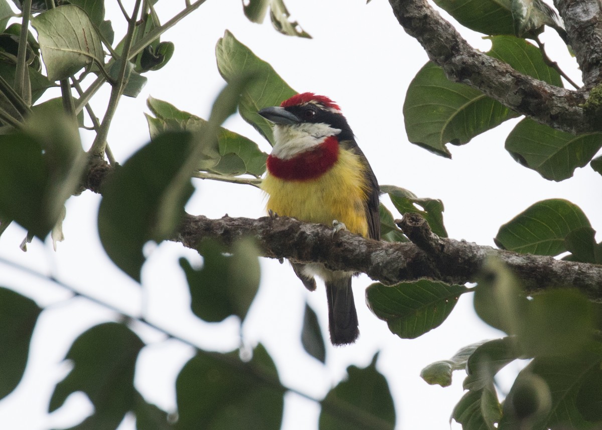 Scarlet-banded Barbet - ML637843601