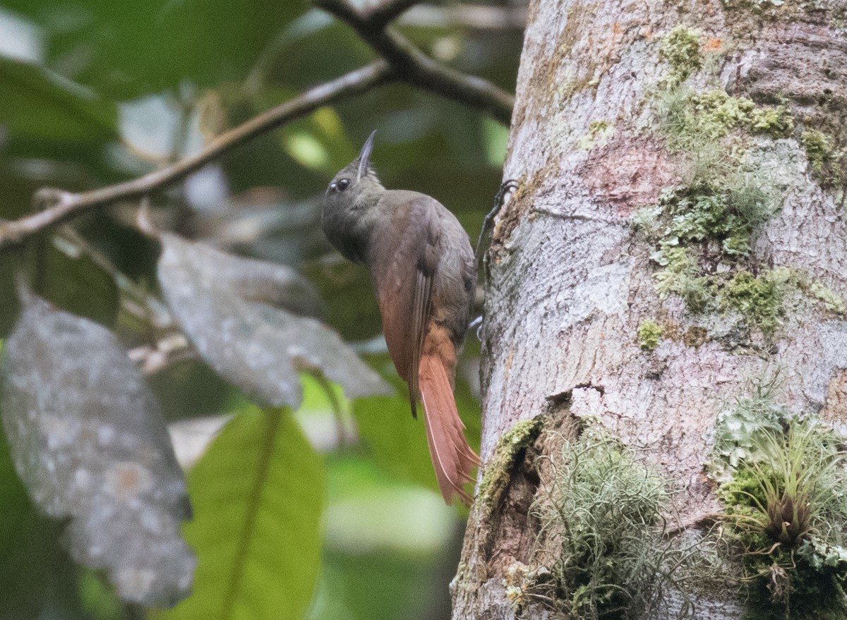 Olivaceous Woodcreeper (Amazonian) - ML637843624