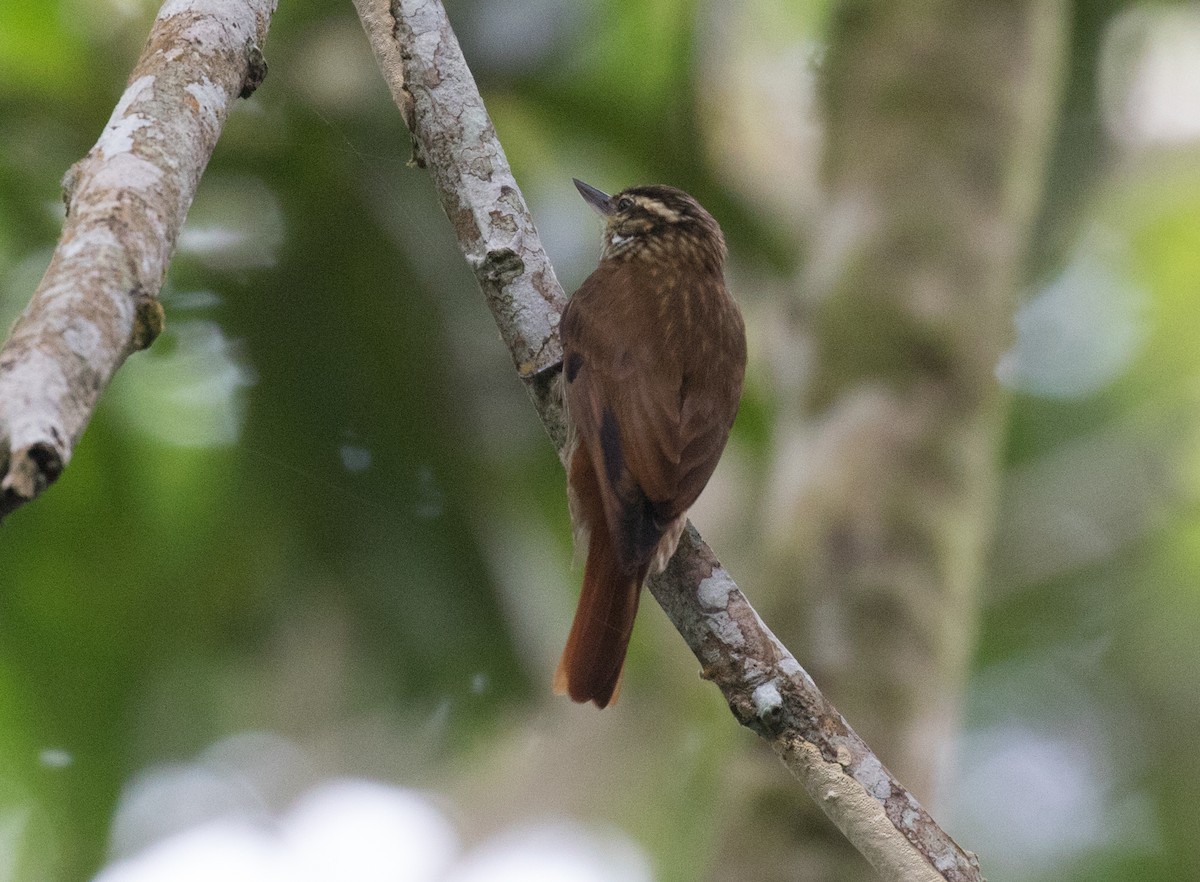 Streaked Xenops - ML637843672