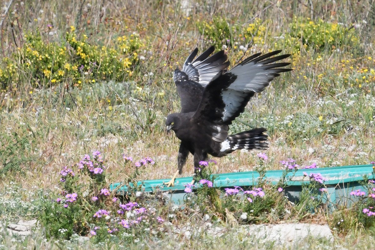 Black Harrier - ML637843713
