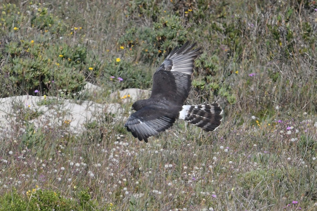 Black Harrier - ML637843717