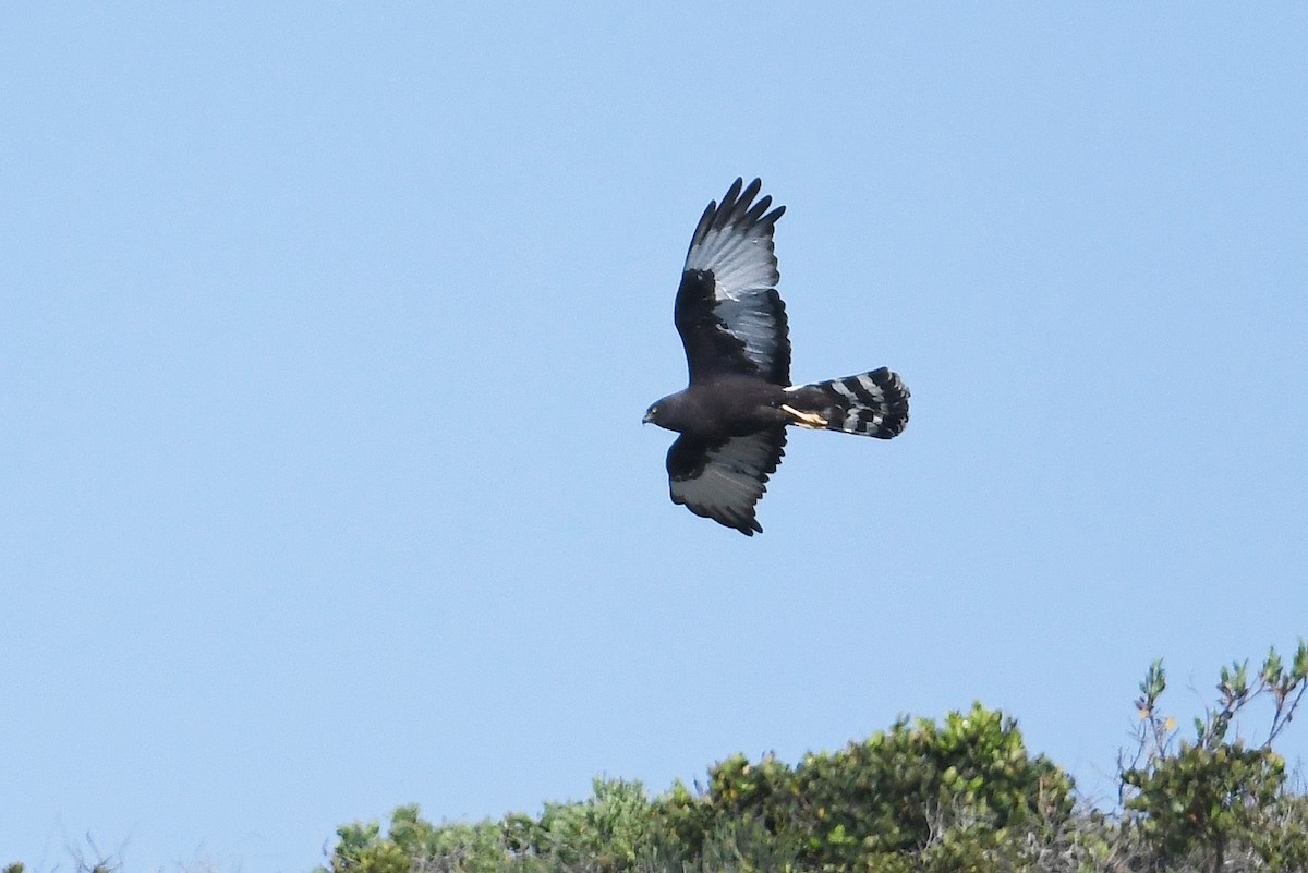 Black Harrier - ML637843725