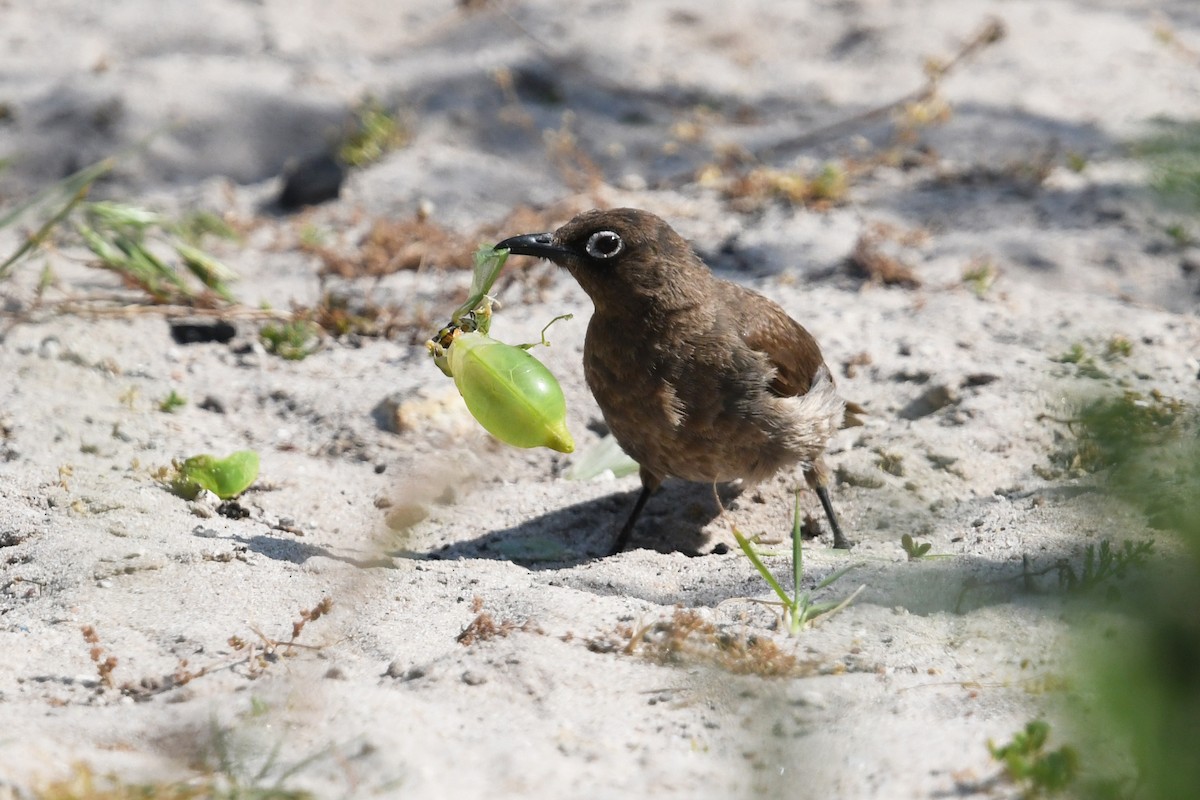 Cape Bulbul - ML637843756