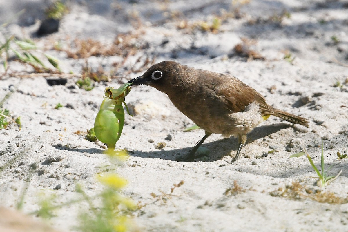 Cape Bulbul - ML637843758
