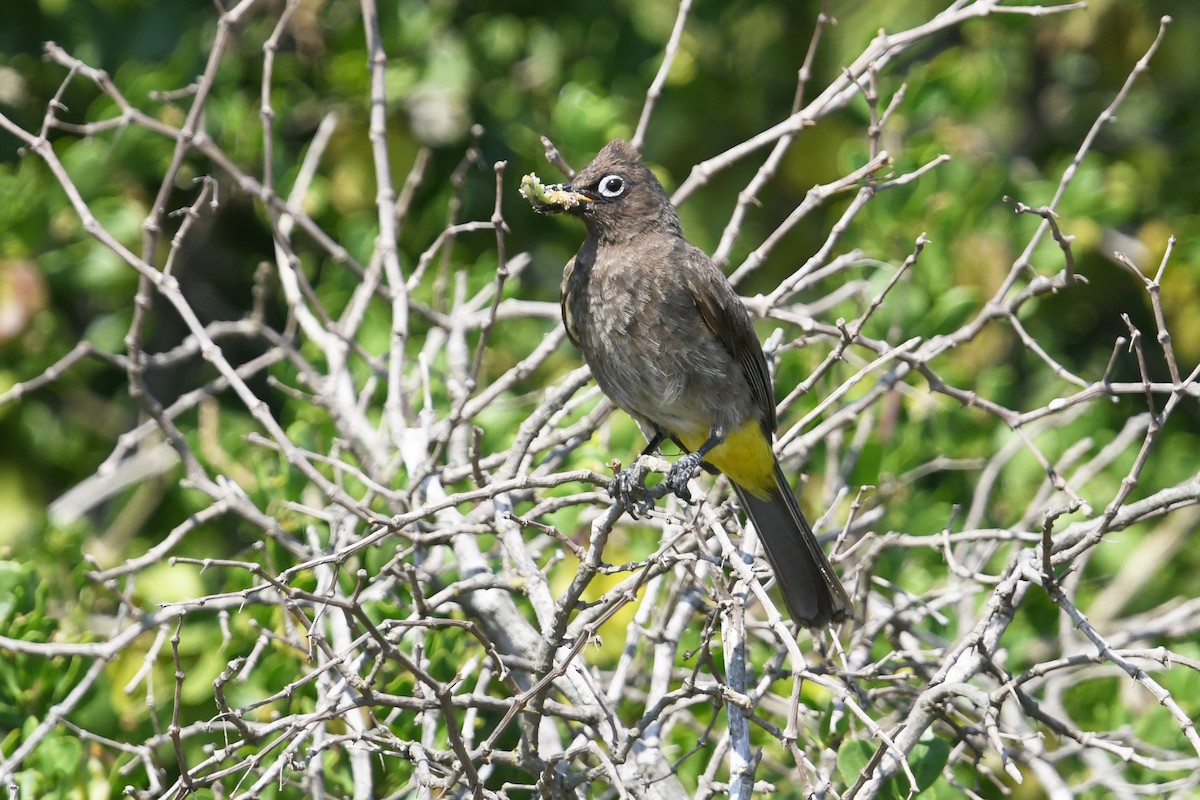 Cape Bulbul - ML637843761