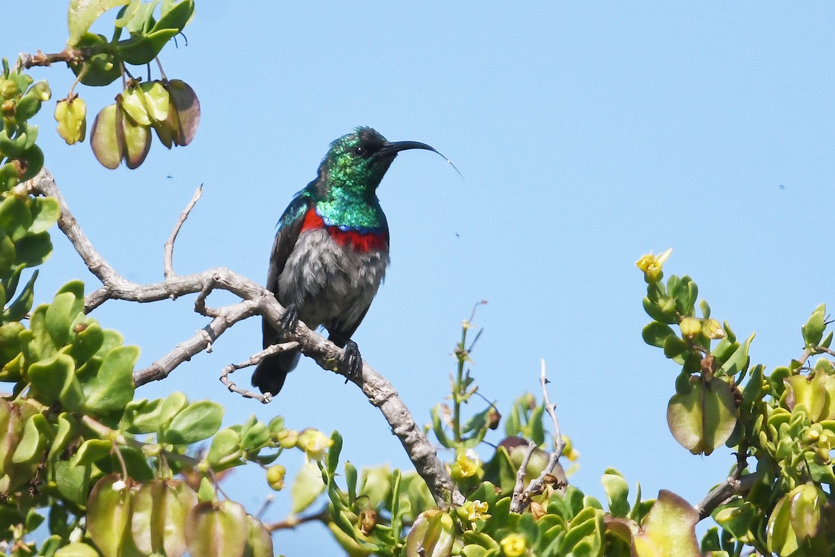 Southern Double-collared Sunbird - ML637843796