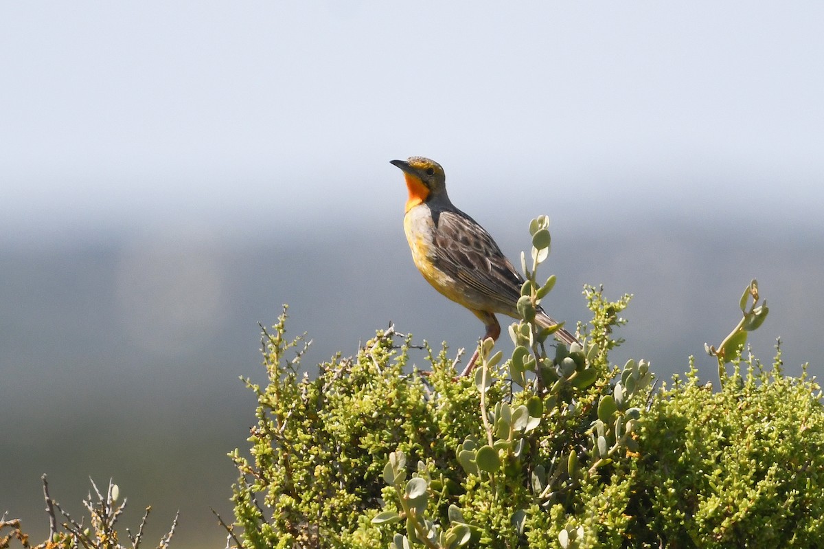 Orange-throated Longclaw - ML637843800