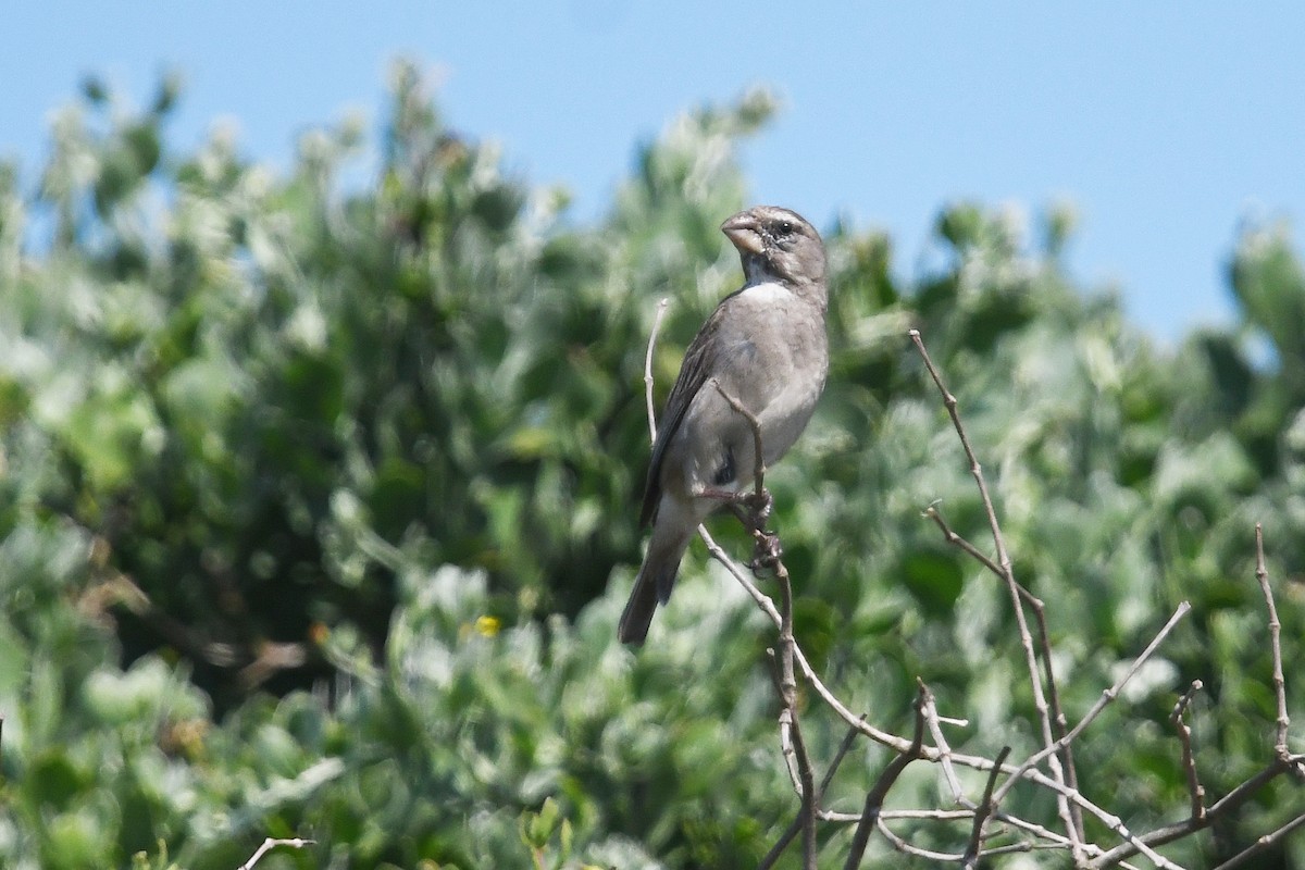 White-throated Canary - ML637843804