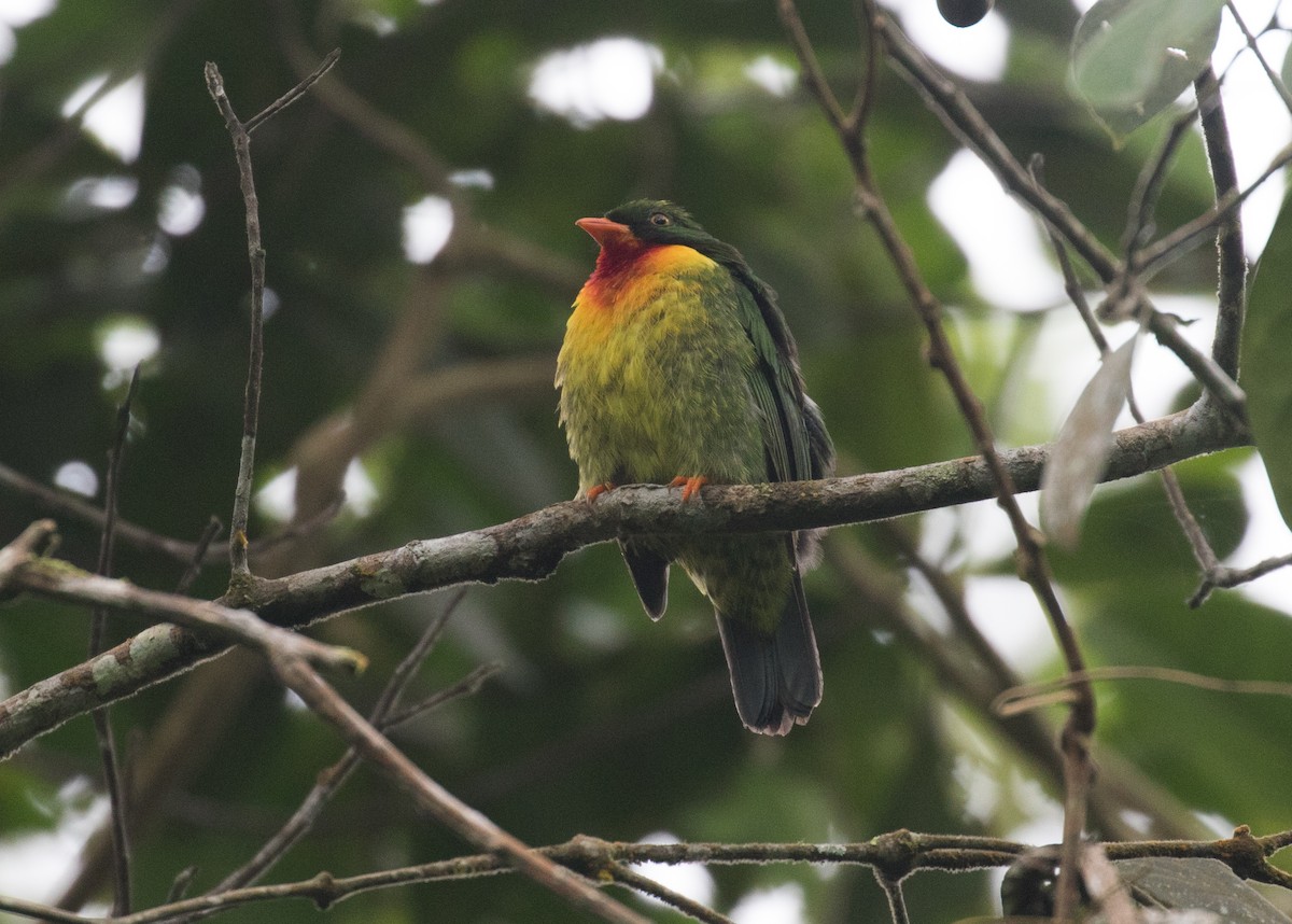 Scarlet-breasted Fruiteater (squamipectus) - ML637843805