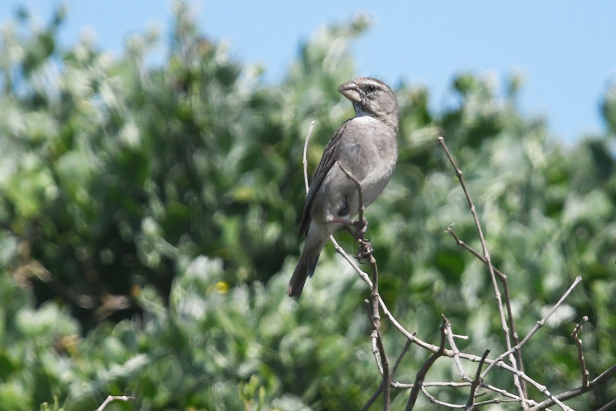 White-throated Canary - ML637843812