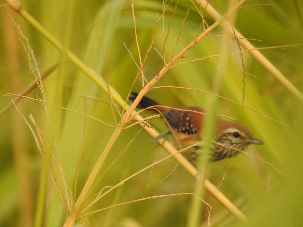 Rusty-backed Antwren - ML637843814