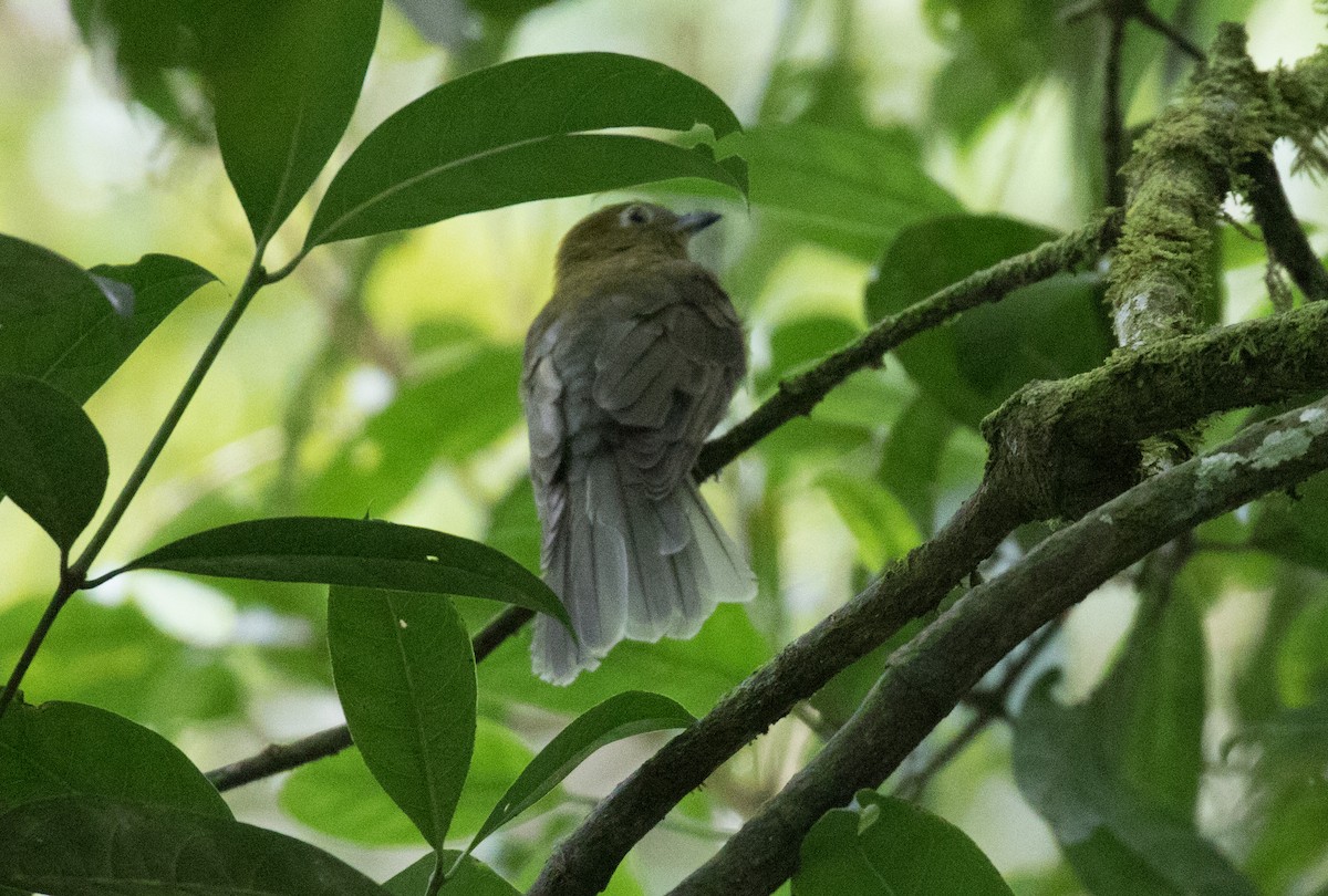 Gray-tailed Piha - ML637843819
