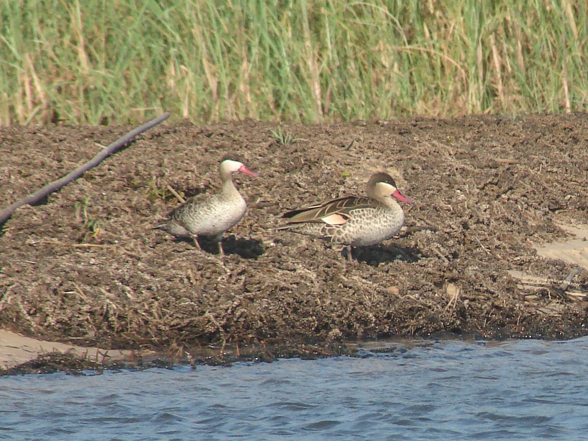 Red-billed Duck - ML637843821
