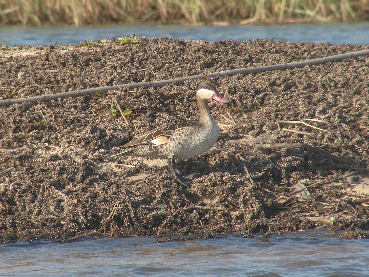 Red-billed Duck - ML637843822