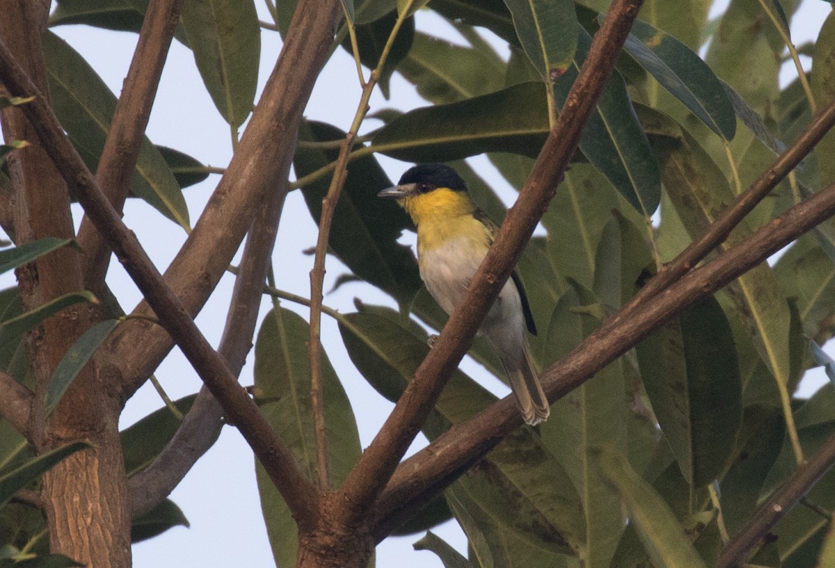 Green-backed Becard - ML637843834