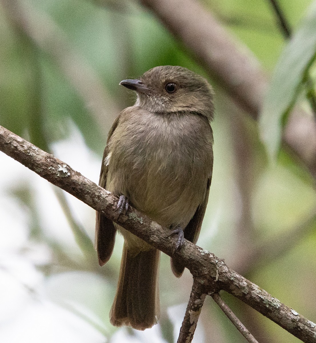 Pale-bellied Tyrant-Manakin - ML637843869