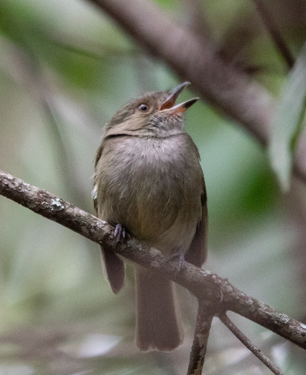 Pale-bellied Tyrant-Manakin - ML637843870