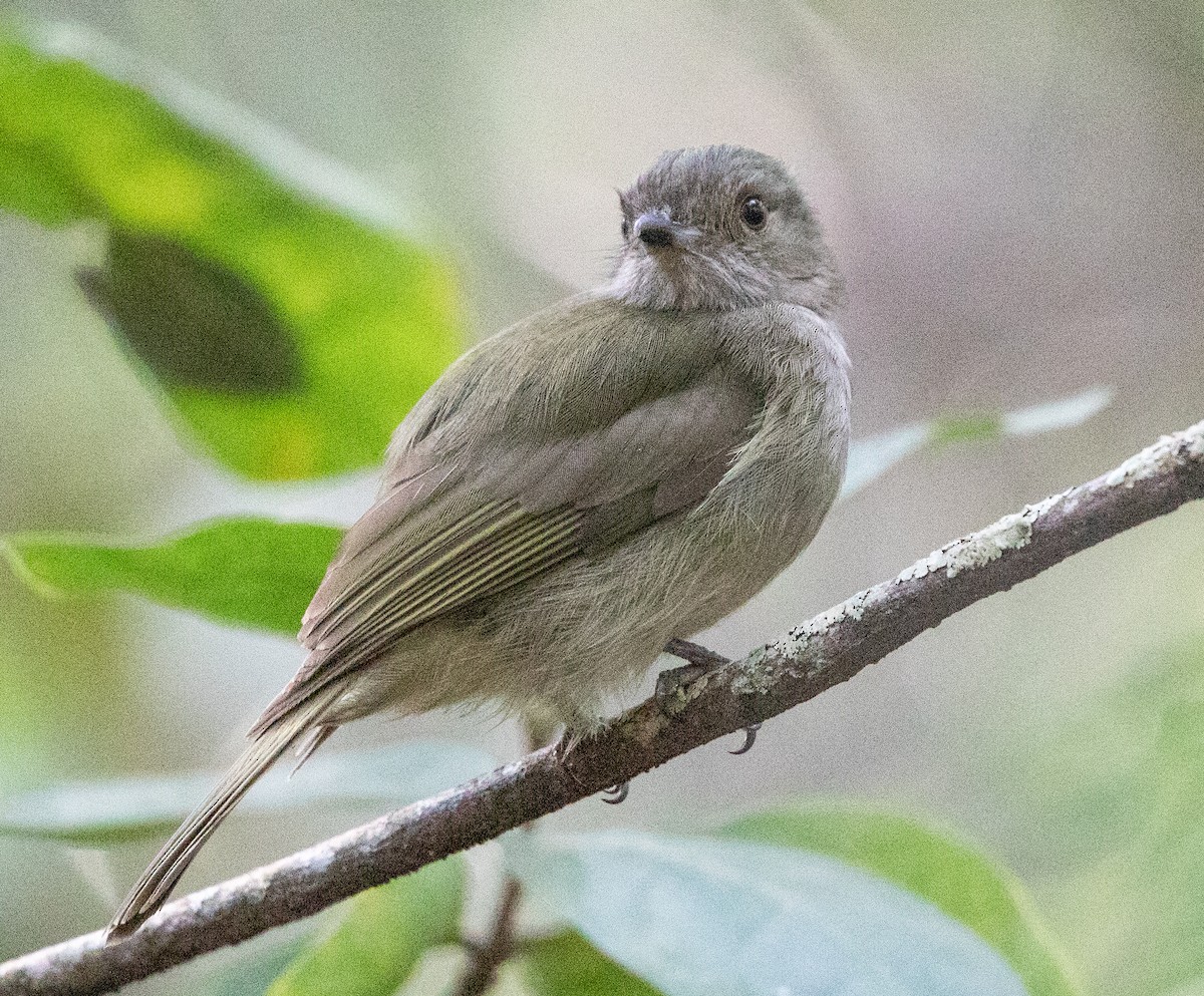 Pale-bellied Tyrant-Manakin - ML637843871