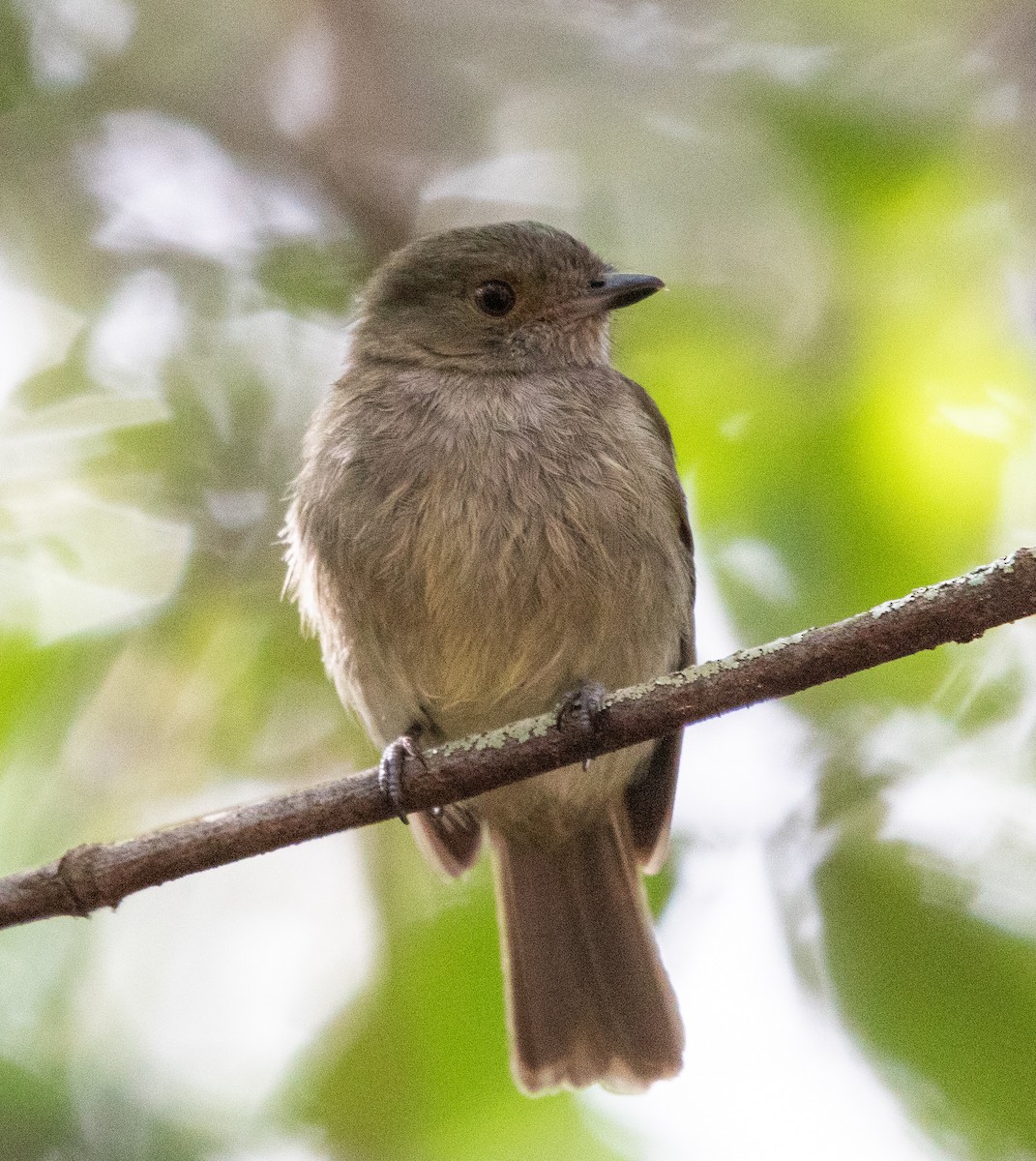 Pale-bellied Tyrant-Manakin - ML637843872
