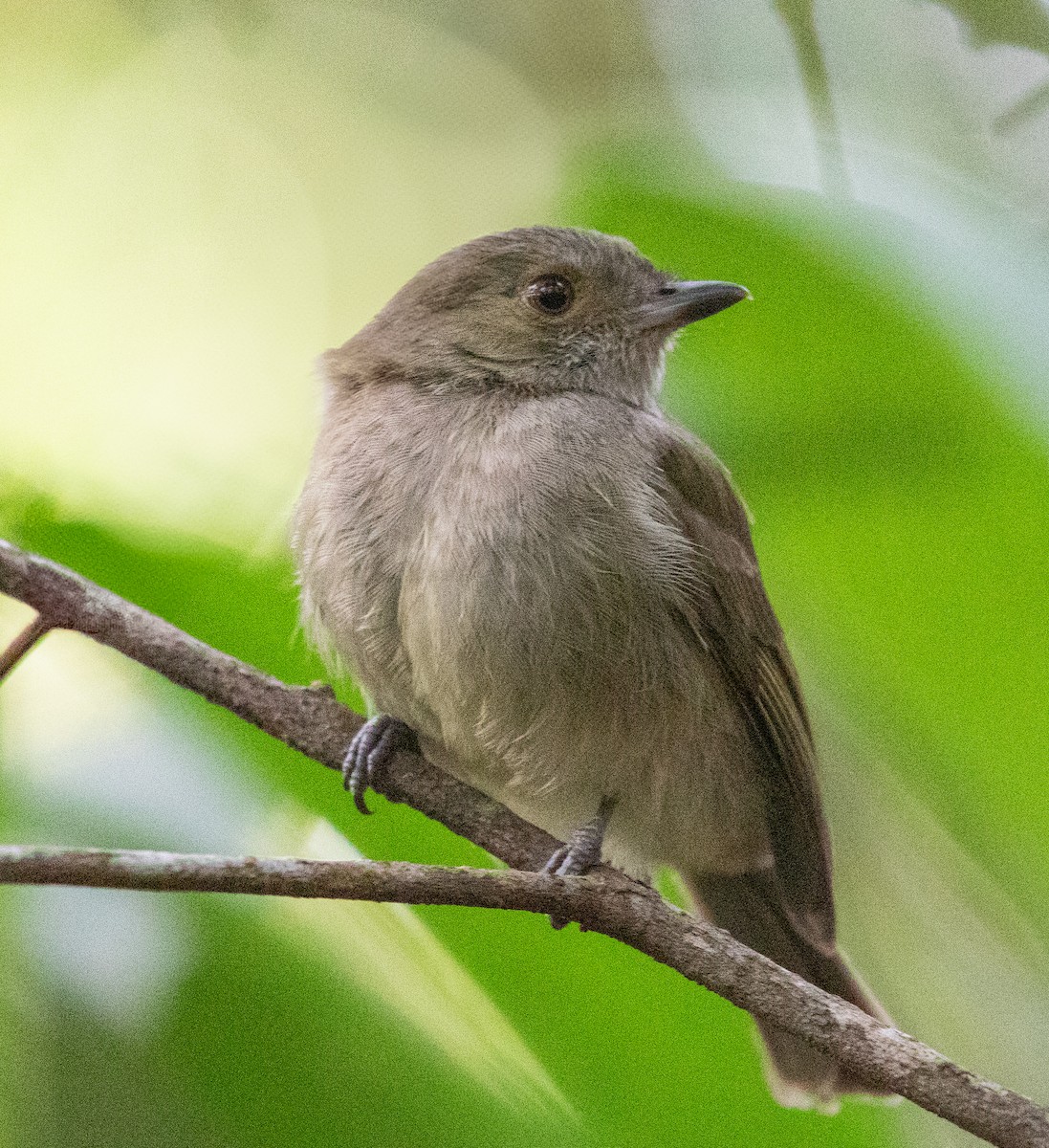 Pale-bellied Tyrant-Manakin - ML637843873