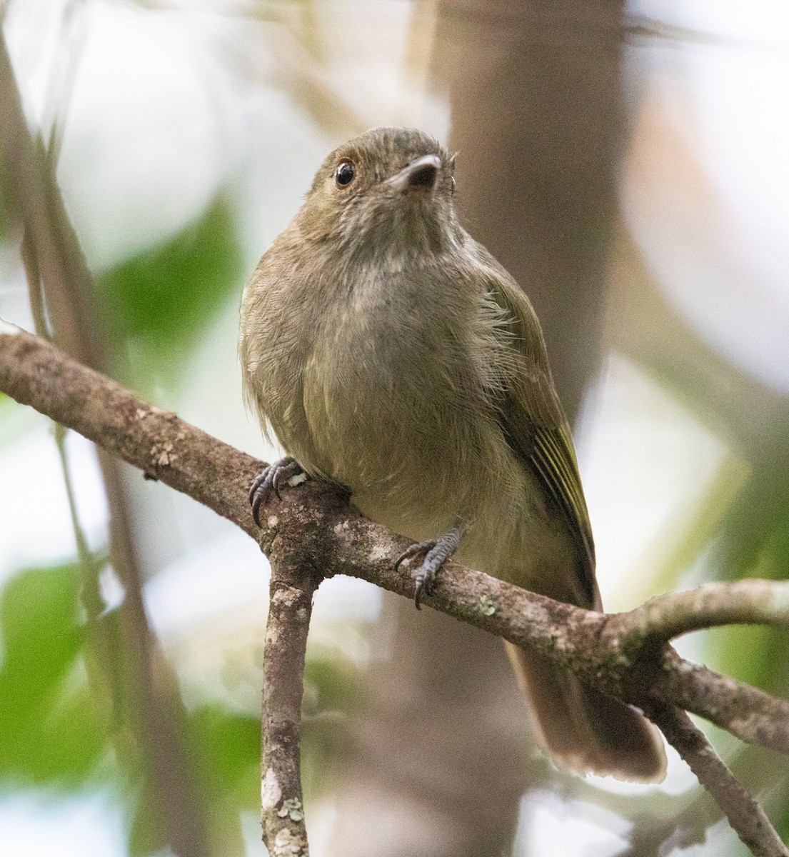 Pale-bellied Tyrant-Manakin - ML637843874