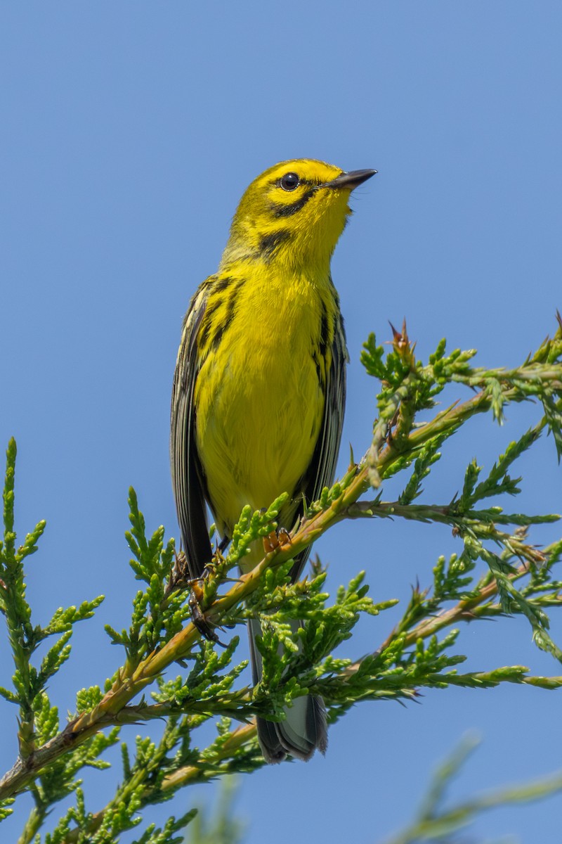 Prairie Warbler - ML637843887