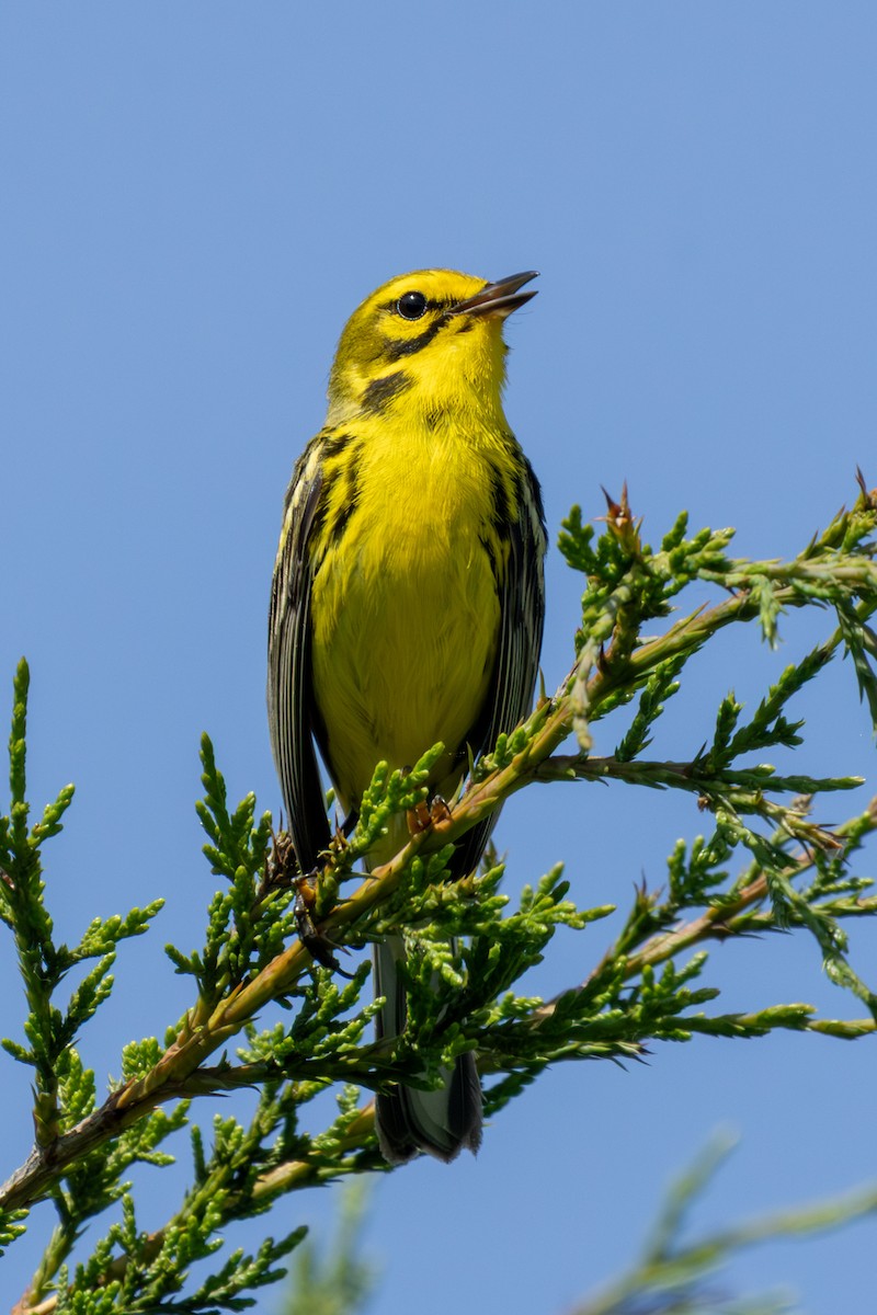Prairie Warbler - ML637843895