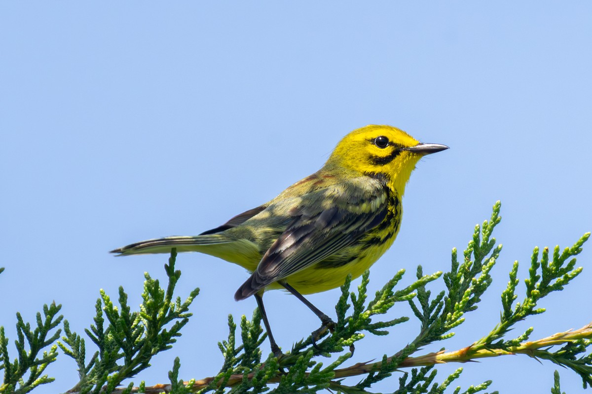 Prairie Warbler - ML637843900