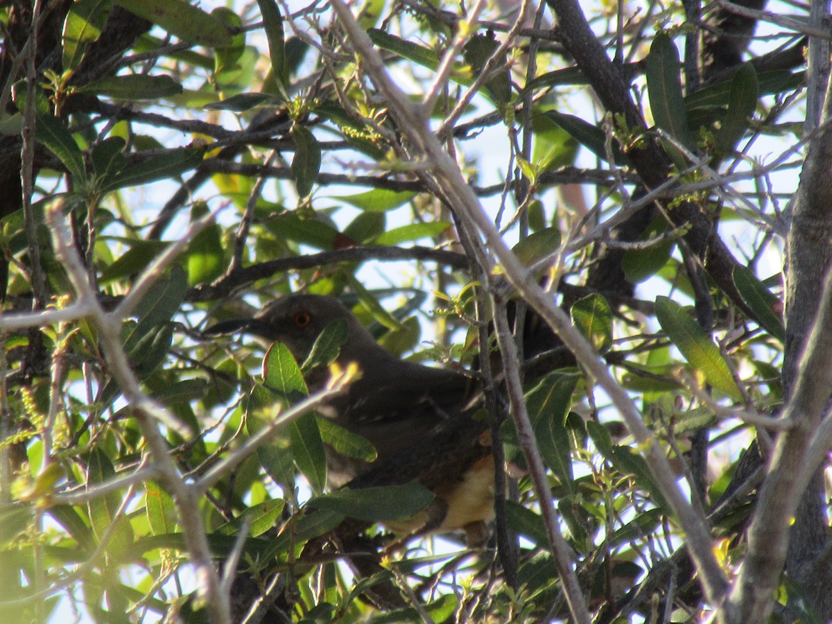 Curve-billed Thrasher - ML637843908
