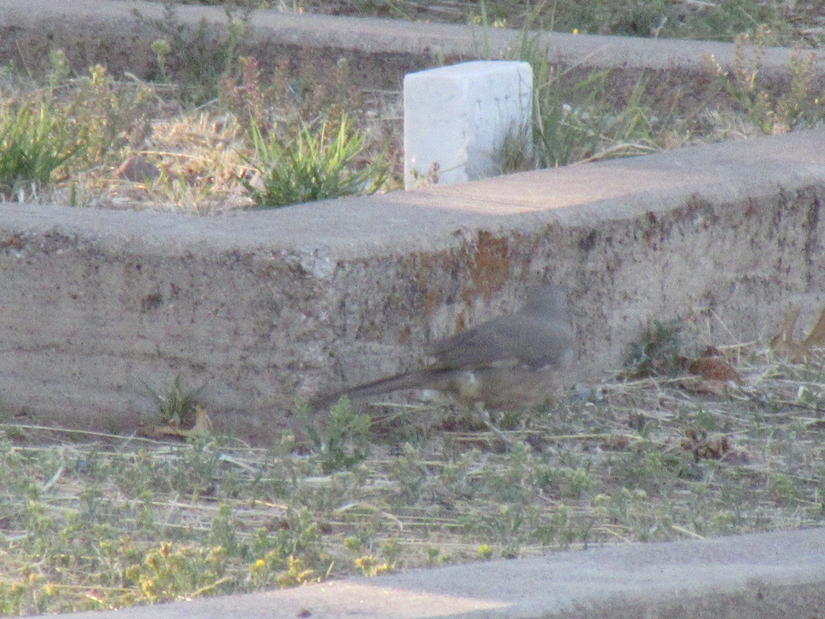Curve-billed Thrasher - ML637843910