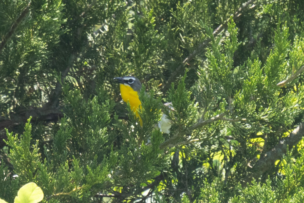 Yellow-breasted Chat - ML637843914