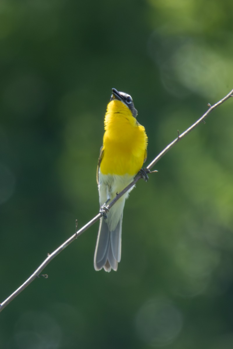 Yellow-breasted Chat - ML637843922