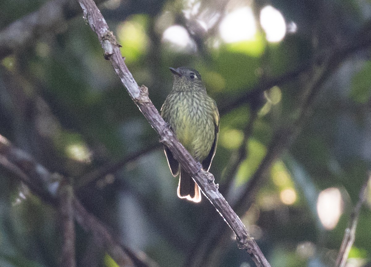 Olive-striped Flycatcher - ML637843926