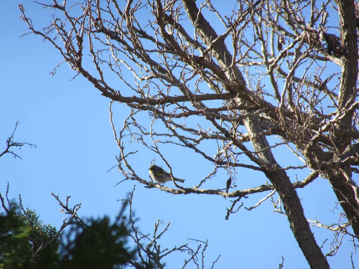 Yellow-rumped Warbler - ML637843934