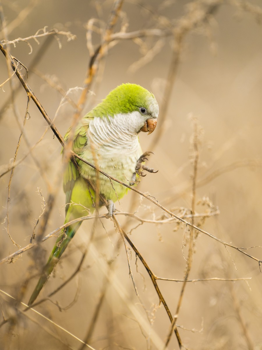 Perriche veuve - ML637843954