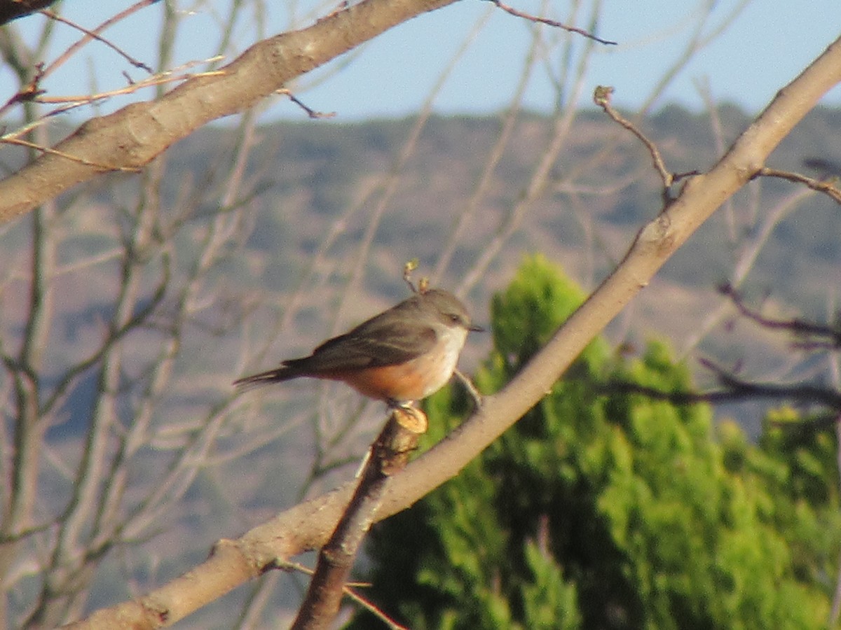 Vermilion Flycatcher - ML637843964