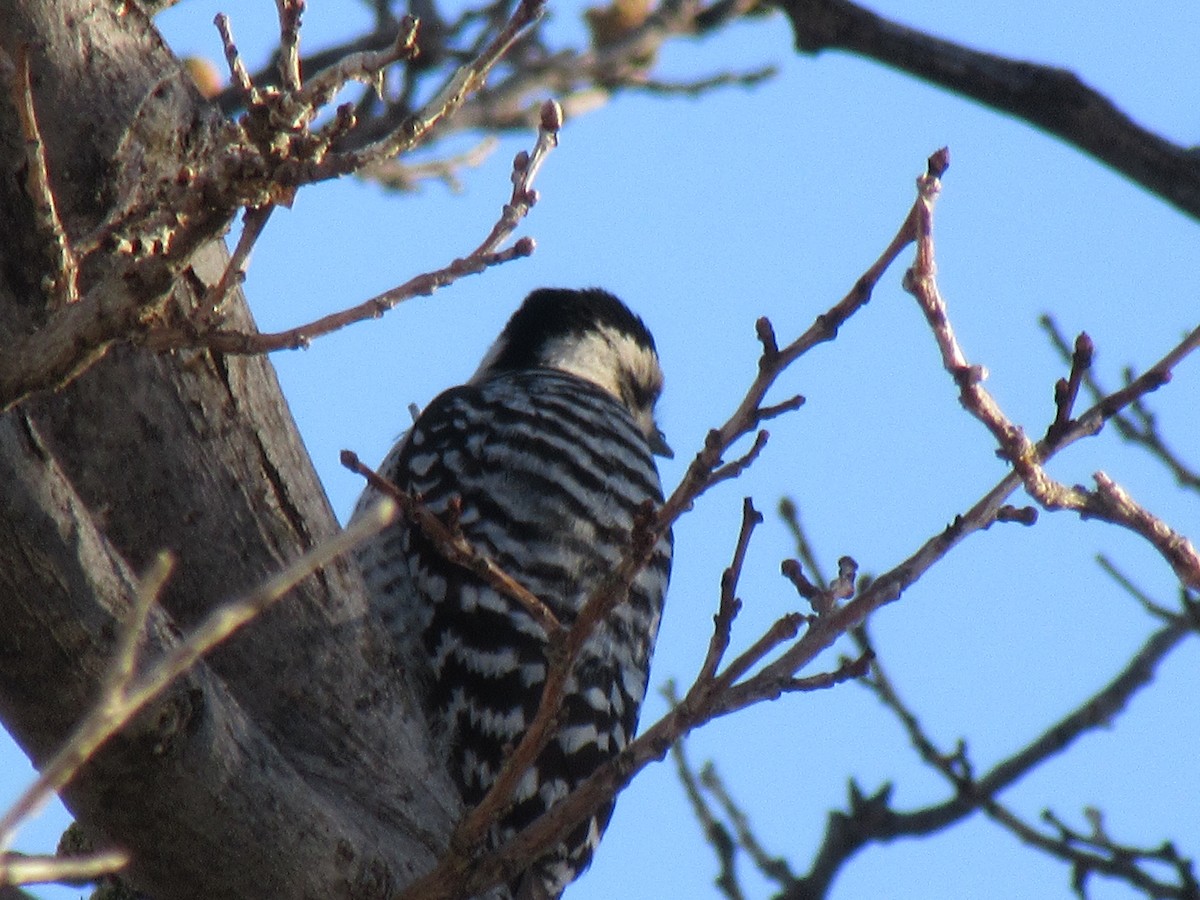 Ladder-backed Woodpecker - ML637843976