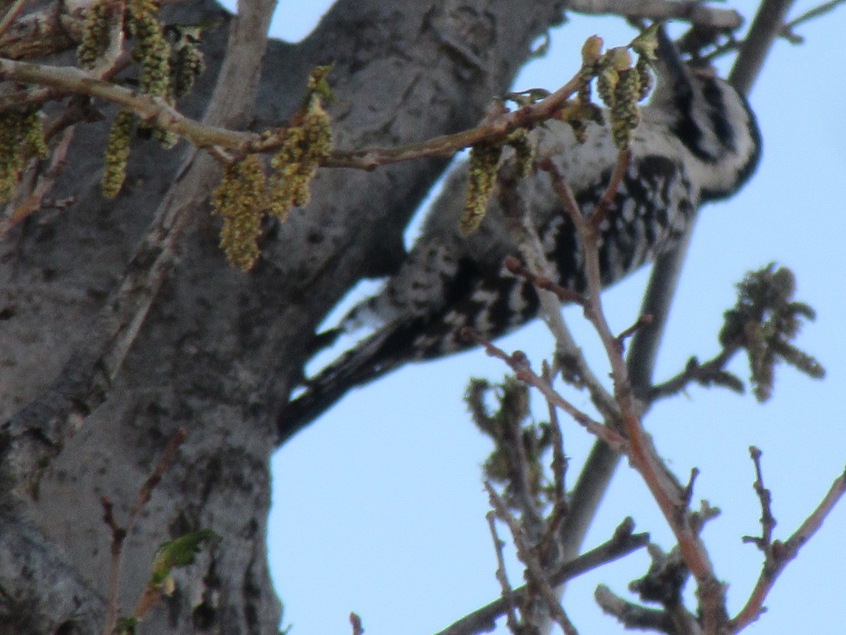 Ladder-backed Woodpecker - ML637843977