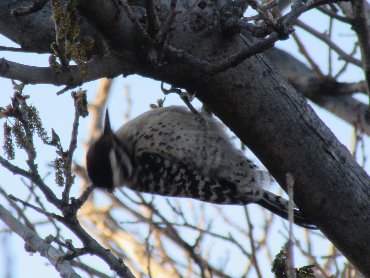 Ladder-backed Woodpecker - ML637843978