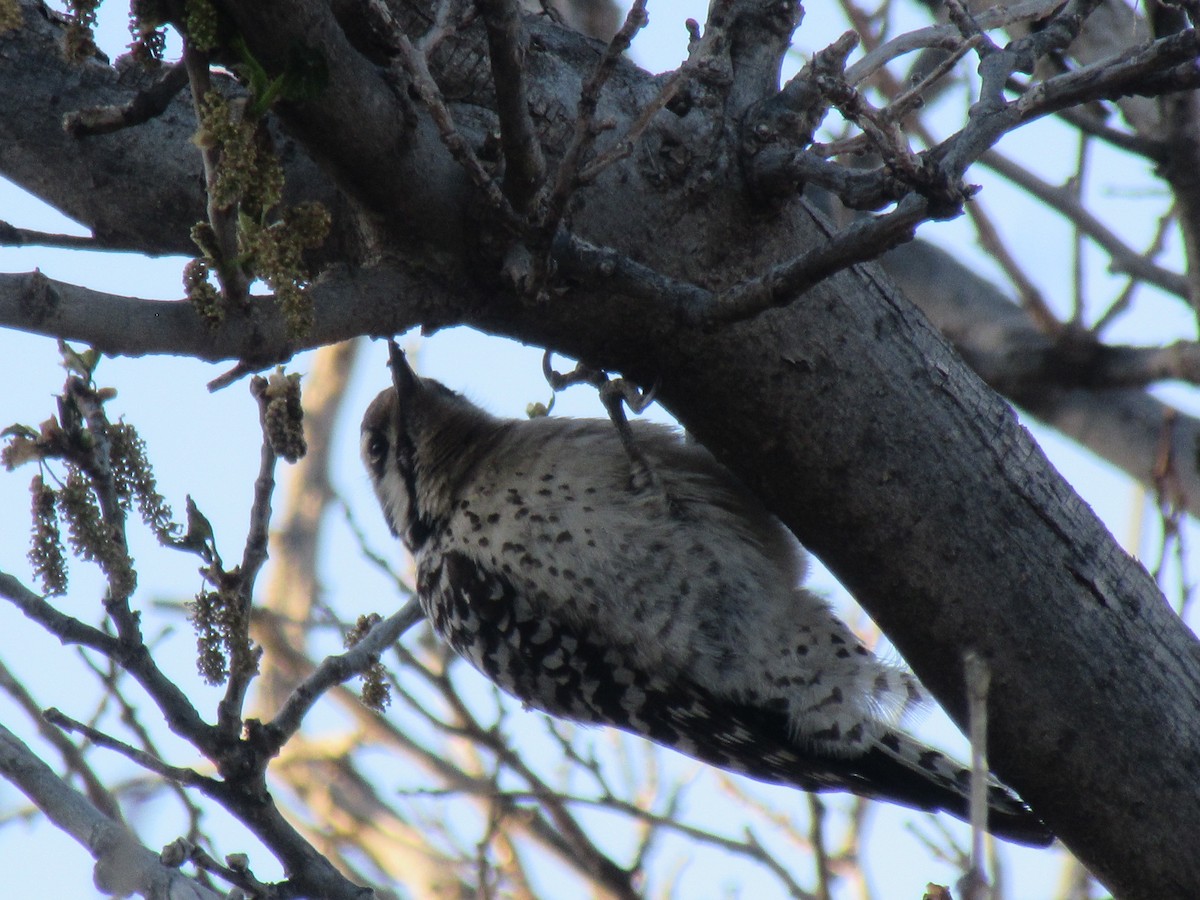 Ladder-backed Woodpecker - ML637843979